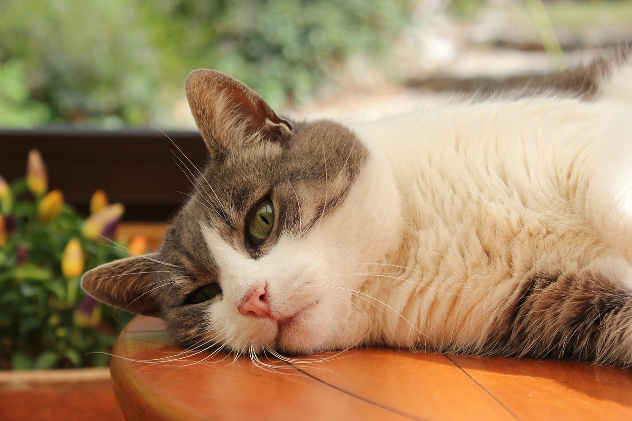 探索新时代猫咪智能，猫偲最新资讯与发现